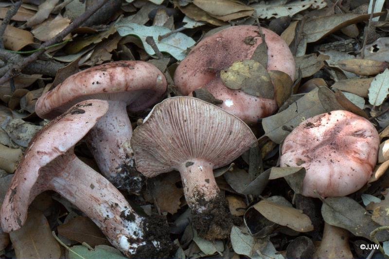 Hygrophorus russula